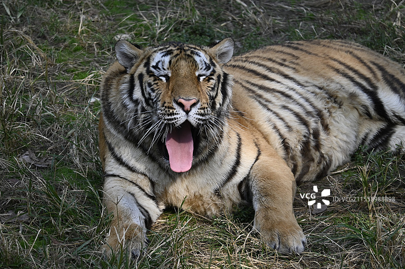 秦岭野生动物园动物图片素材