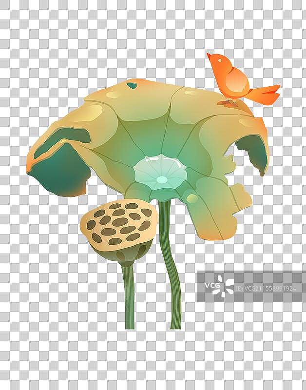 二十四节气秋天处暑荷塘枯萎的荷叶莲蓬小鸟停留图片素材