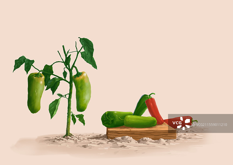 辣椒图片素材