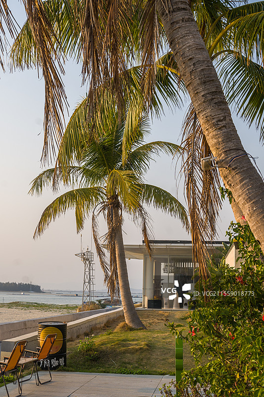 沙扒湾海边的棕榈树，中国广东省阳江市阳西县沙扒镇图片素材