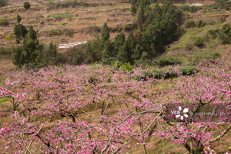 中国四川成都宝狮湖龙泉桃花绽放，大自然万物复苏生长季节，繁花似锦美不胜收，户外田野耕地种植美景图片素材