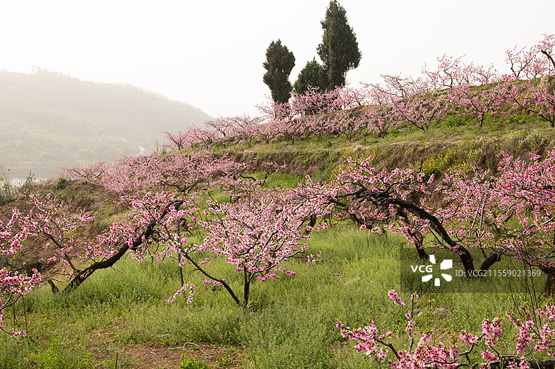 中国四川成都宝狮湖龙泉桃花绽放，大自然万物复苏生长季节，繁花似锦美不胜收，户外田野耕地种植美景图片素材