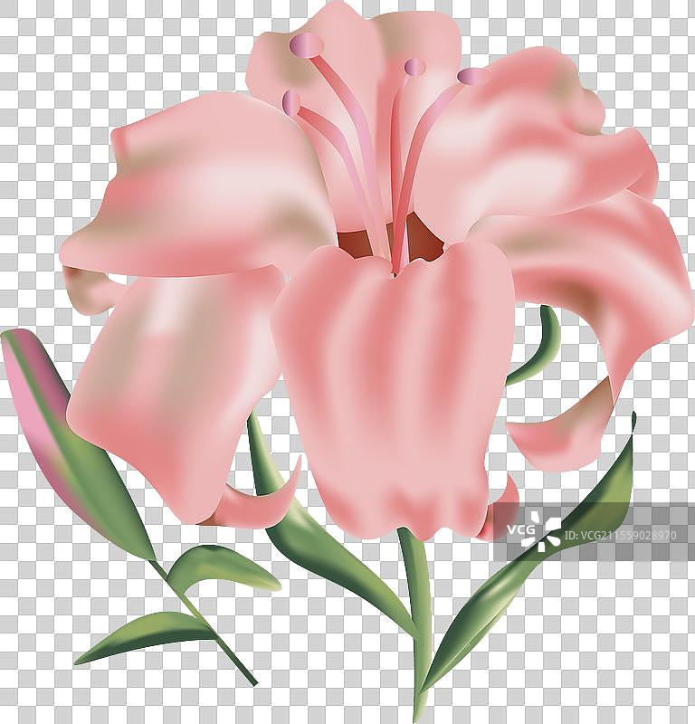 3D真实的孤立百合花图片素材