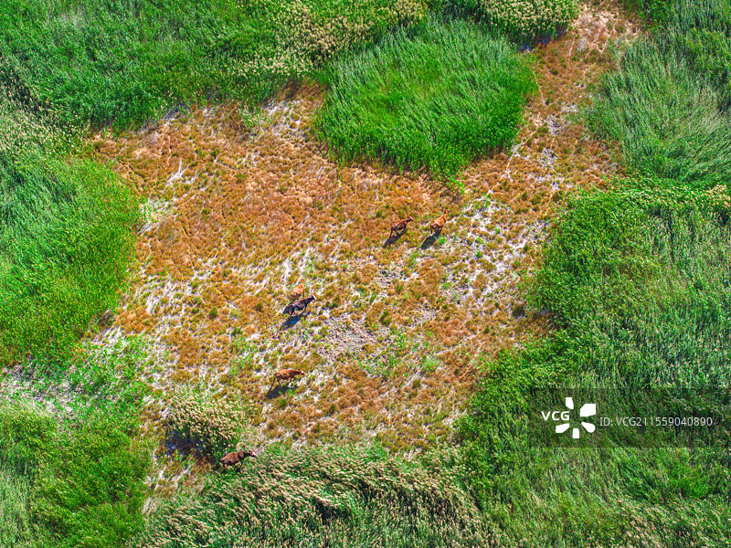 新疆乌鲁木齐柴窝堡湿地 风车 野马 戈壁滩图片素材