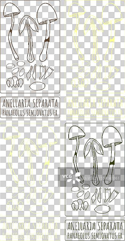 不同姿态的Anellaria separata绘图集图片素材