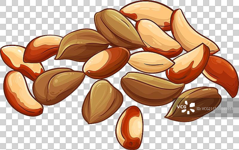 彩色详细的巴西坚果图片素材