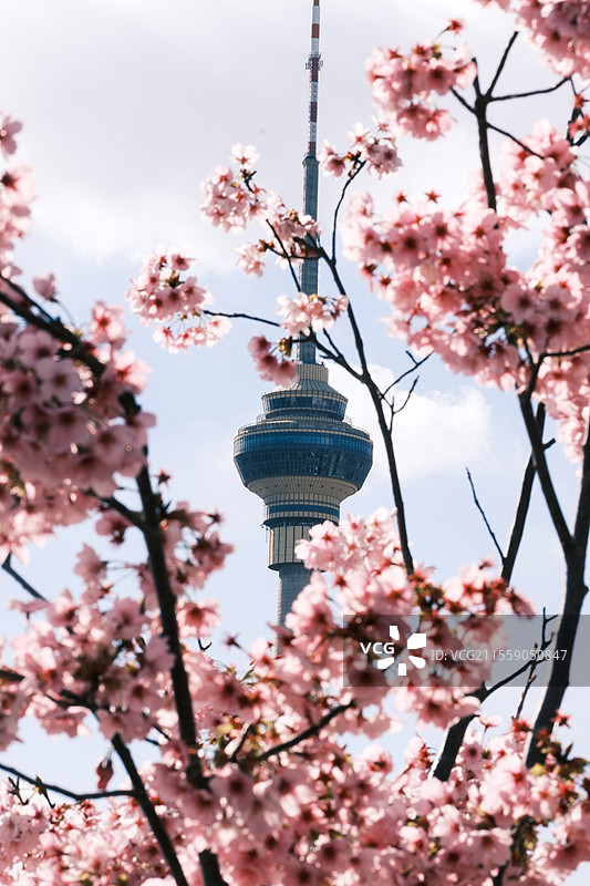 玉渊潭中央电视塔图片素材