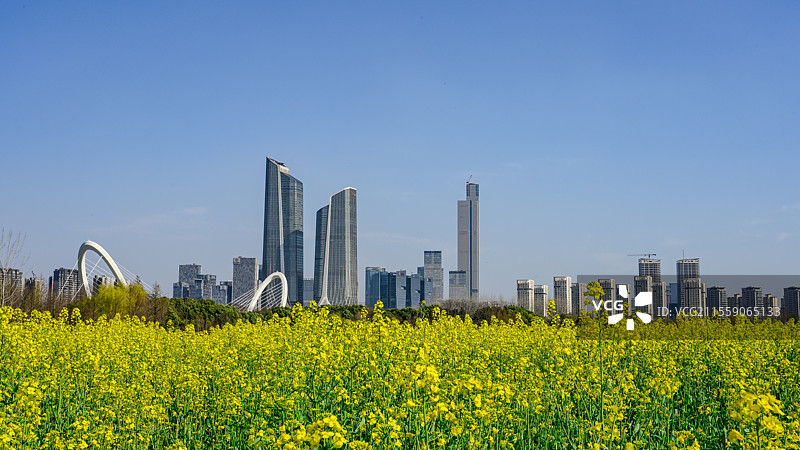 南京滨江天际线与油菜花田同框 南京生态城市 春天田野与滨江城市建筑图片素材