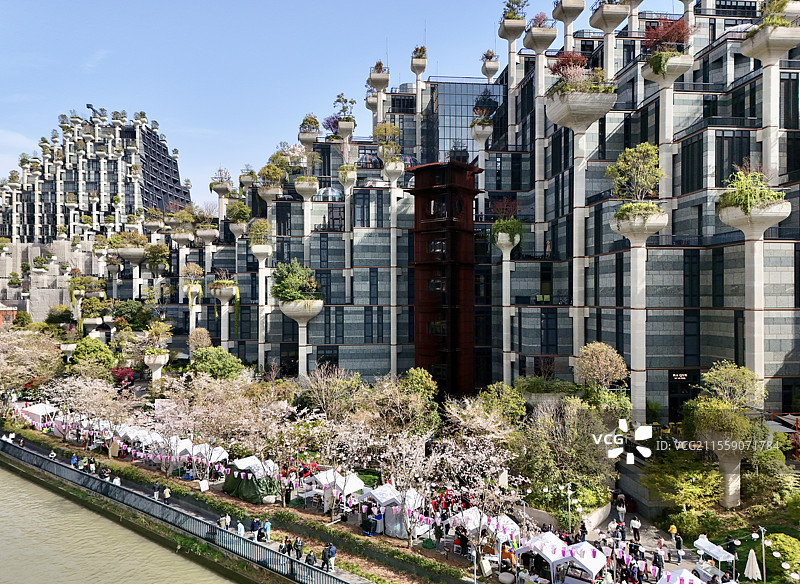 天安千树｜清明樱花季图片素材