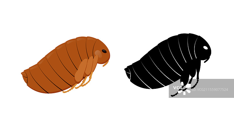 跳蚤昆虫及其显示分段的轮廓图片素材