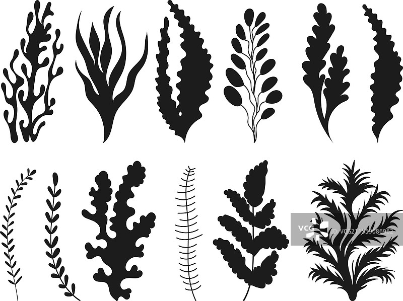 白色背景上的海藻剪影集图片素材