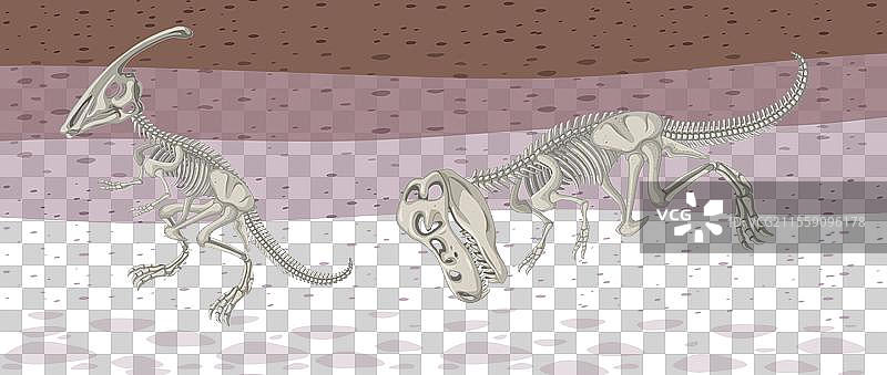 两具恐龙骨架图片素材