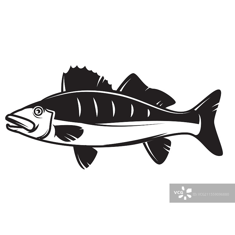 梭鲈鱼设计元素图片素材