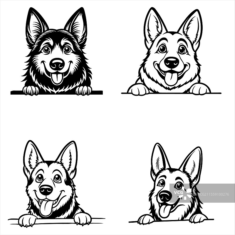 偷看的德国牧羊犬图片素材