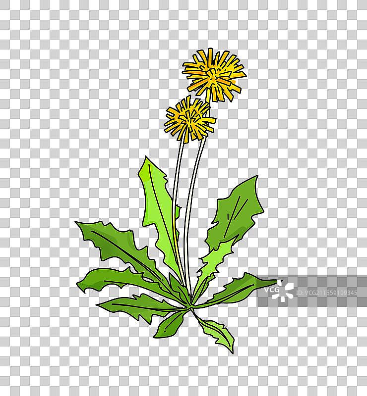 春天 设计 点缀 元素 蒲公英 婆婆丁 野菜图片素材