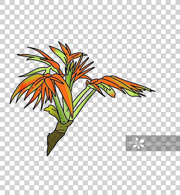 春天 设计 点缀 元素 野菜 香椿 香椿芽 发芽图片素材