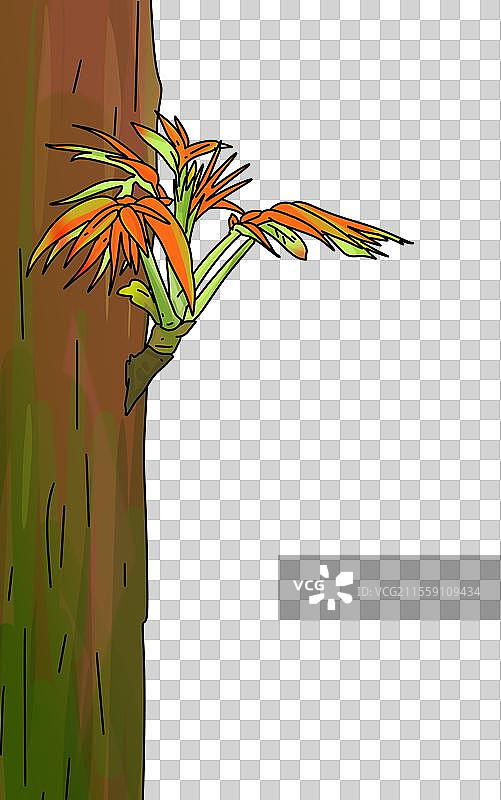 春天 设计 点缀 元素 野菜 香椿 香椿芽 发芽图片素材