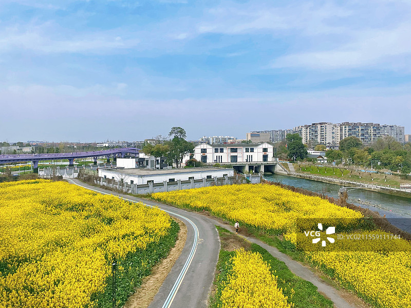 成都绿道—油菜花的美丽乡村图片素材