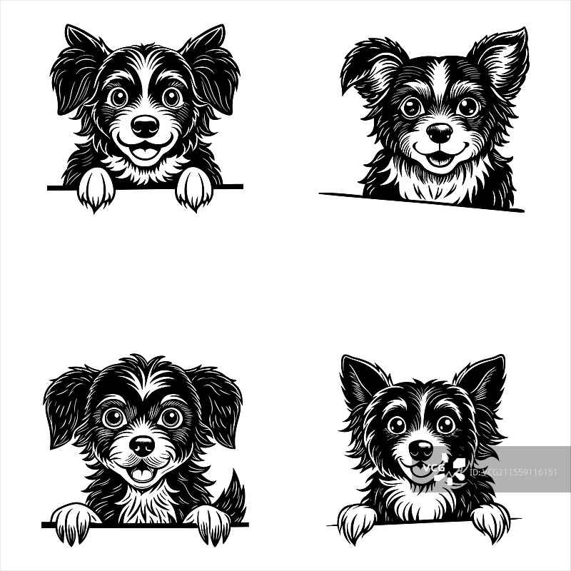 窥视的维特哈恩犬图片素材