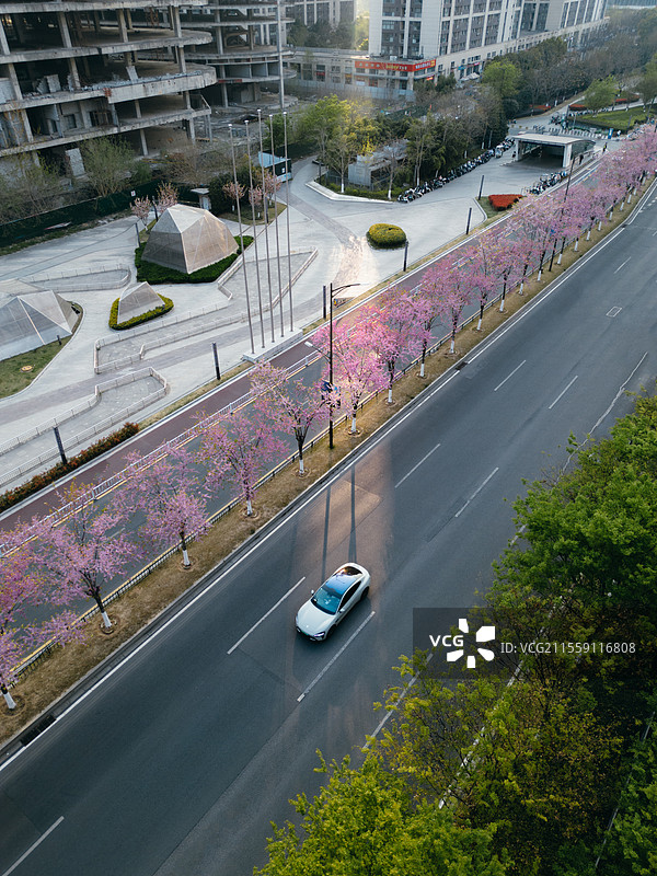紫荆花下的小米su7图片素材
