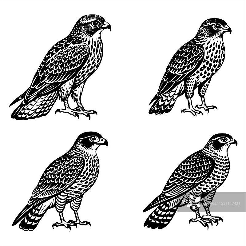 鹰鸟图片素材