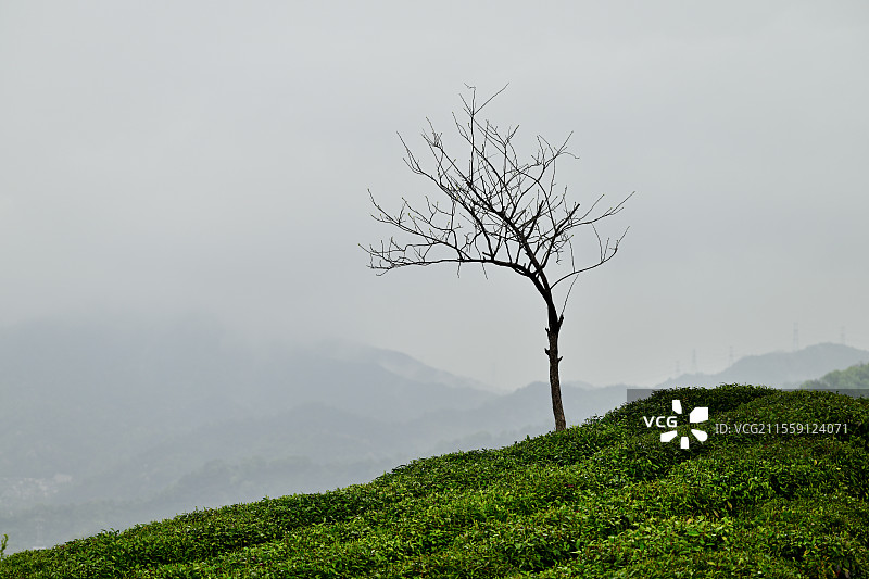 高山上孤独的树，枯树，秃树，浙江杭州萧山三泉王村徒步，2025年3月29日图片素材