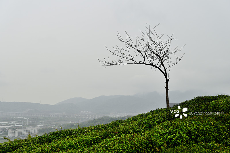 高山上孤独的树，枯树，秃树，浙江杭州萧山三泉王村徒步，2025年3月29日图片素材