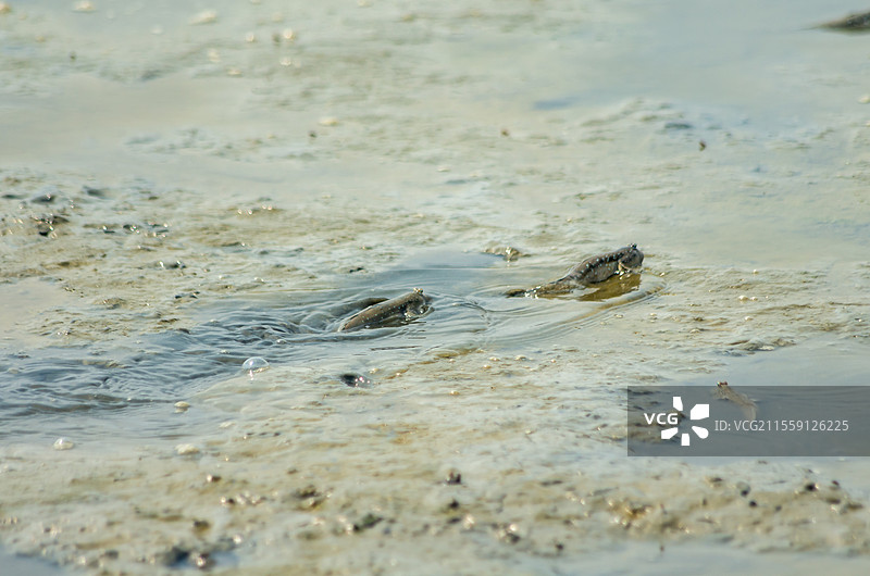 广西北海合浦县西场镇饲养的跳跳鱼图片素材