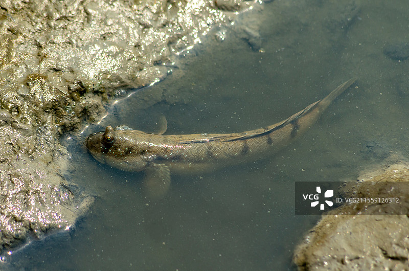 广西北海合浦县西场镇饲养的跳跳鱼图片素材