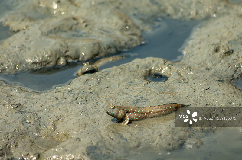 广西北海合浦县西场镇饲养的跳跳鱼图片素材