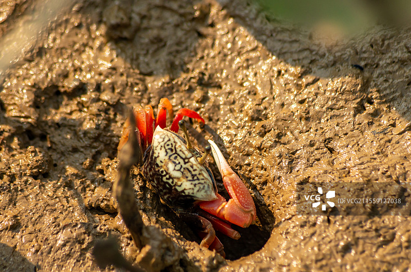 北海合浦党江镇沿海红树林下的招潮蟹图片素材