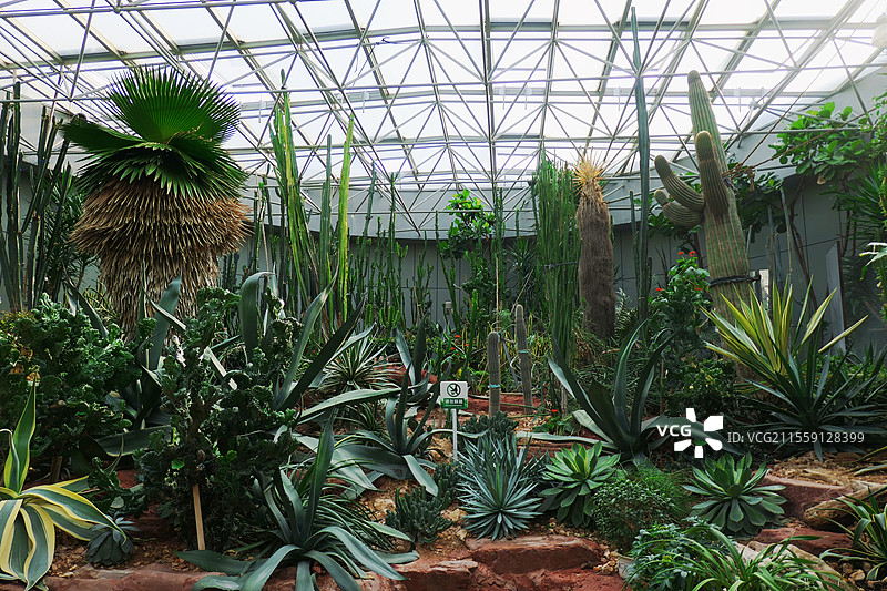 常州花博园，自然馆，植物馆，室内植物，热带植物馆，植物园，仙人掌园图片素材