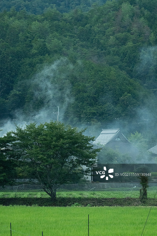 24节气春天清明大自然大树田野山林自然风光绿化日本乡下田野图片素材