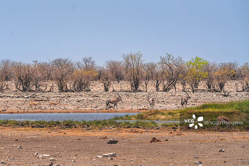 纳米比亚埃托沙自然保护区图片素材