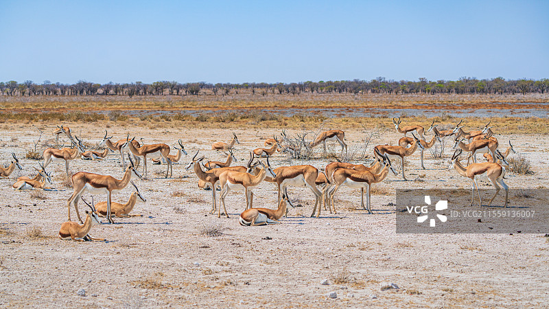 纳米比亚埃托沙自然保护区瞪羚图片素材