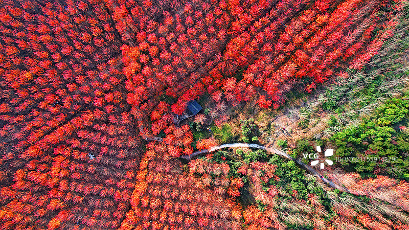 上帝视角的红色森林：重庆合川古楼红枫林图片素材