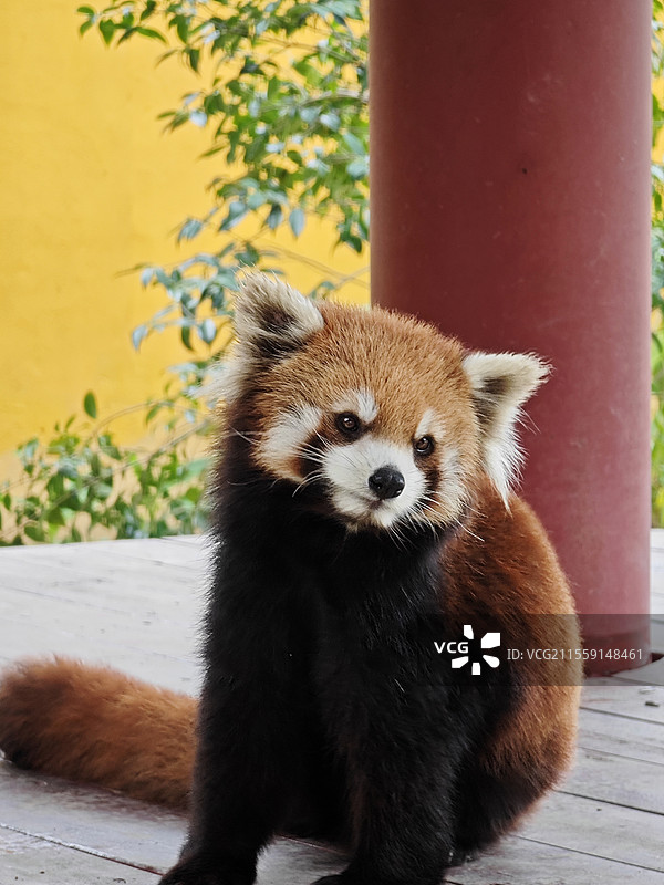 杭州市富阳区野生动物世界-杭州野生动物园熊猫殿里坐在户外的小熊猫卖萌特写图片素材