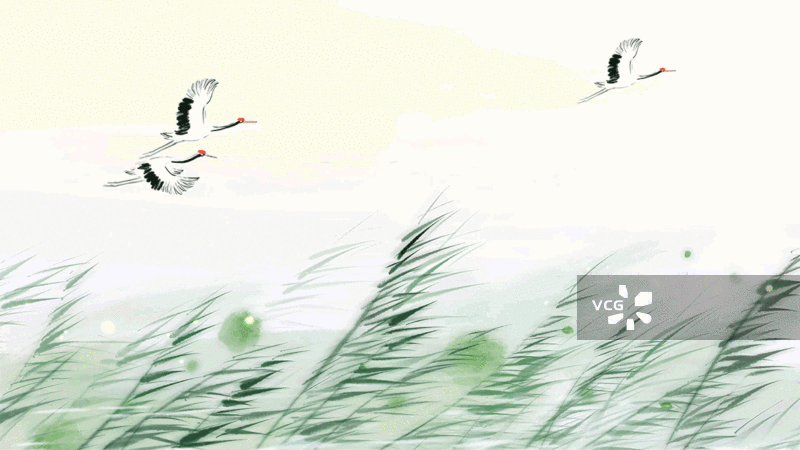 芦苇 湿地 湖泊 仙鹤 丹顶鹤 保护动物 水墨动画 中国画 插图 自然图片素材