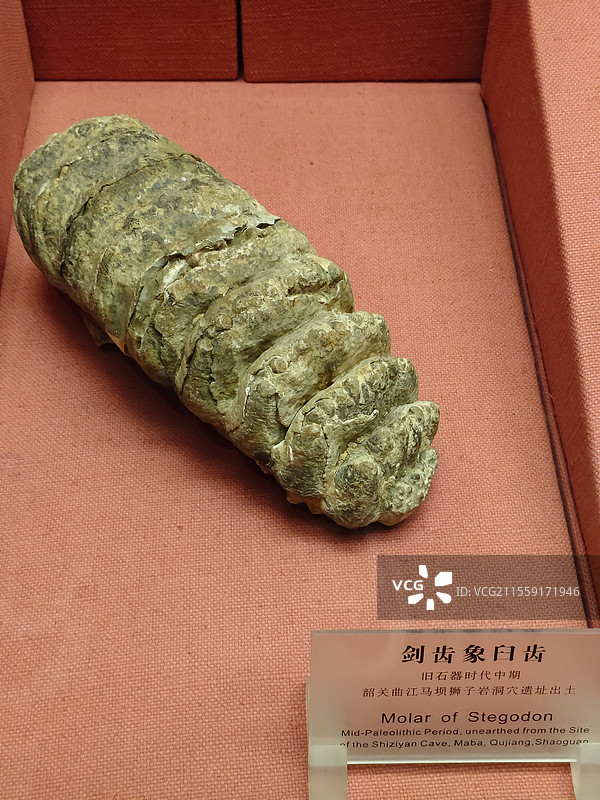 中国广东广州-广东省博物馆-自然馆展品动物牙齿。图片素材