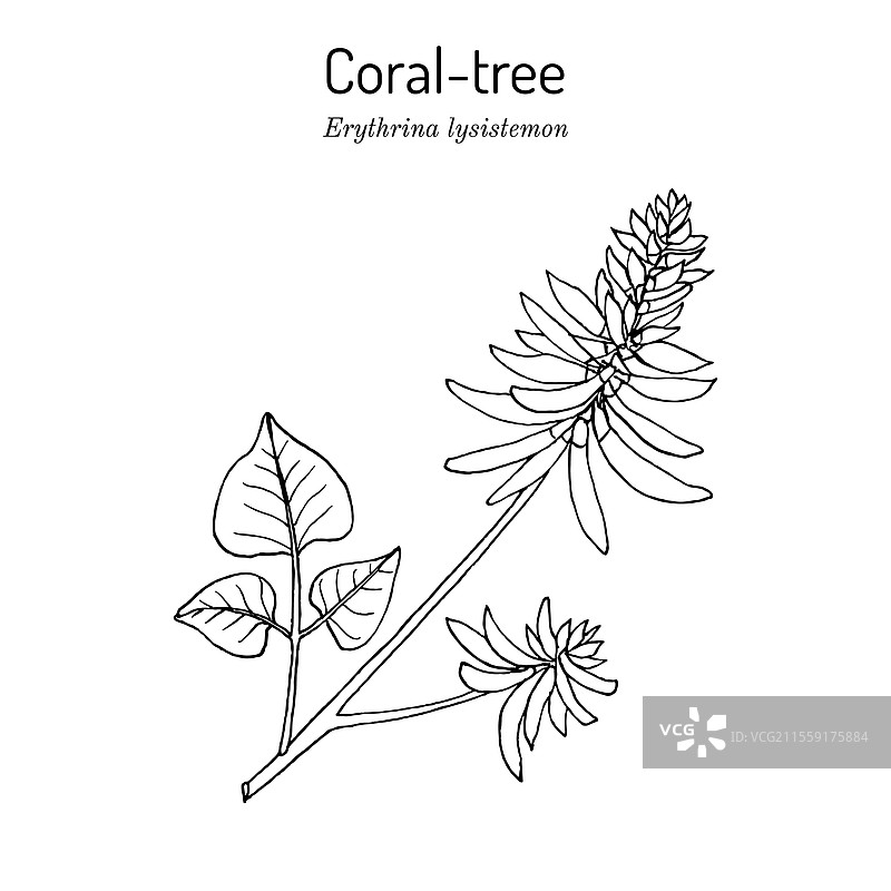 常见的珊瑚树（Erythrina lysistemon）蜂蜜和图片素材