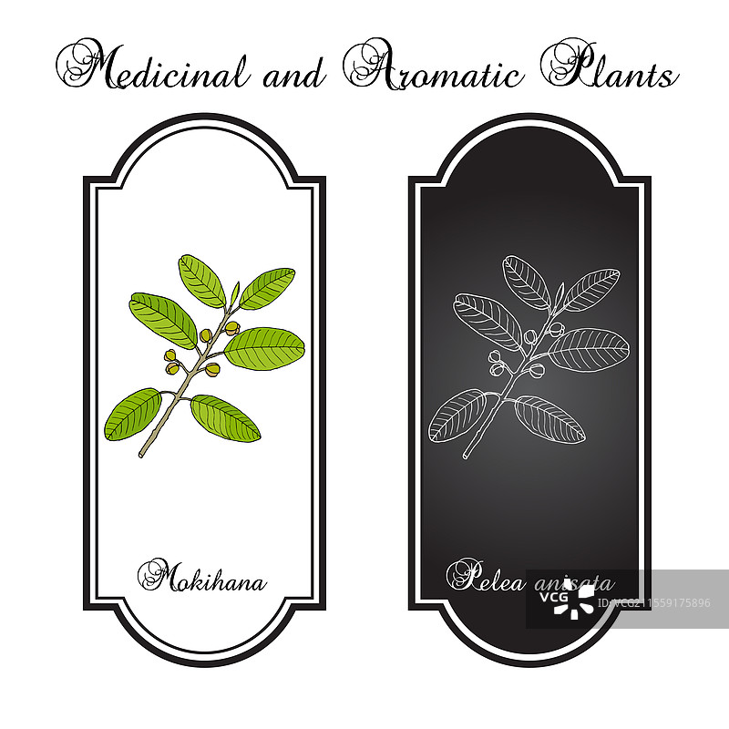 莫基哈纳或考艾岛佩雷亚安尼萨塔州花环图片素材