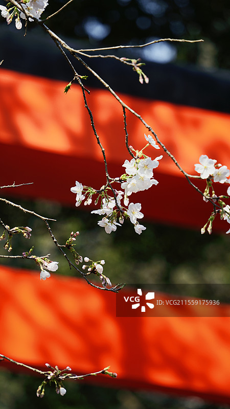 日本太宰府樱花图片素材