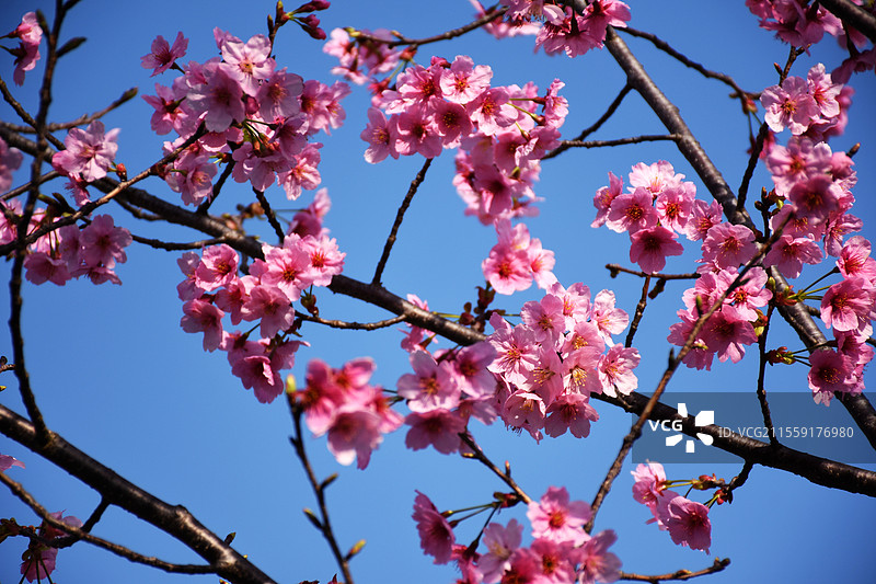 樱花盛开，拍摄于上海市奉贤区南桥镇六墩村图片素材