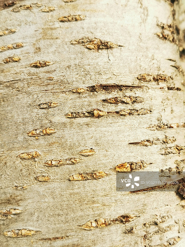 粗糙的树干图片素材