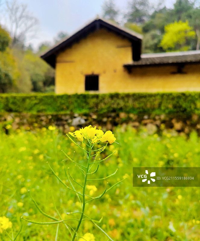 韶山毛主席故居前开放的油菜花图片素材