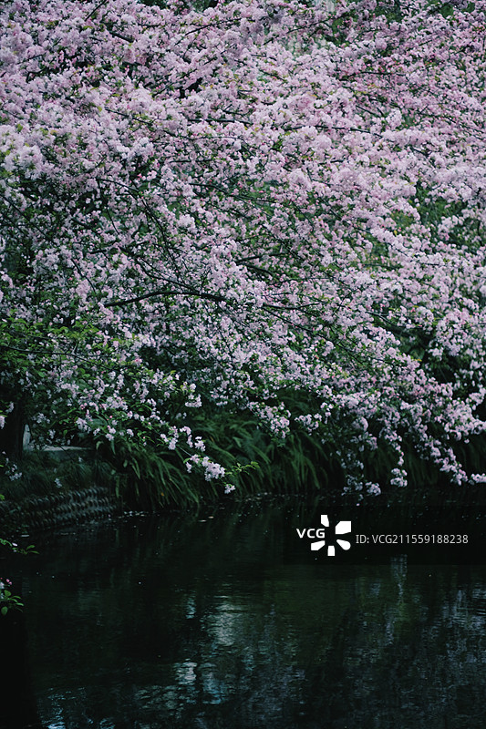 春天的海棠花（三）图片素材
