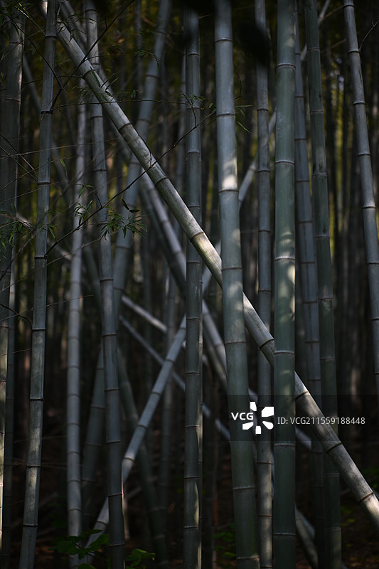 光影乱竹图片素材