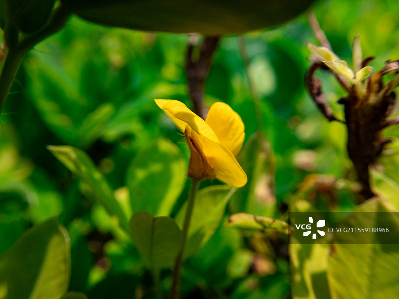 蔓花生，豆科落花生属多年生草本植物图片素材