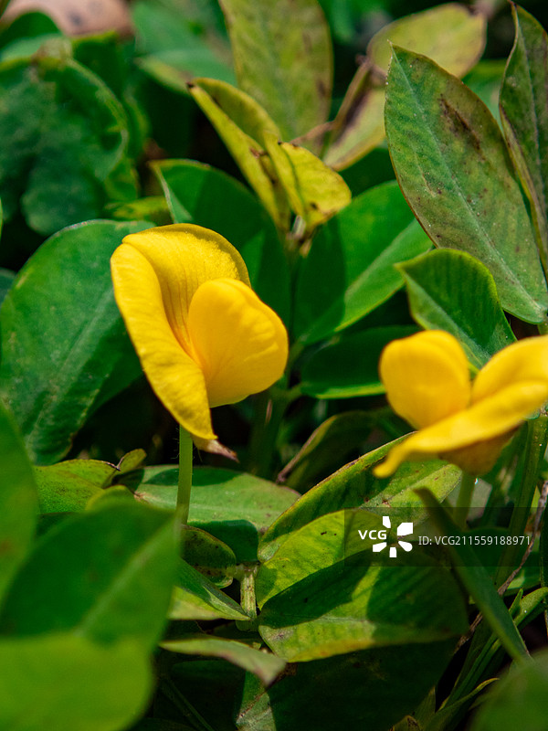 蔓花生，豆科落花生属多年生草本植物图片素材