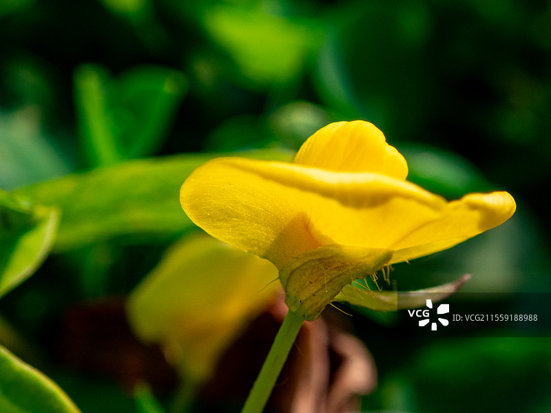 蔓花生，豆科落花生属多年生草本植物图片素材